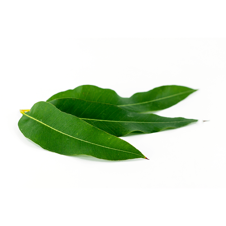 Eucalyptus globulus kao dio Artovitel